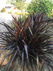 PENNISETUM (FOUNTAIN GRASS)   FIRST KNIGHT