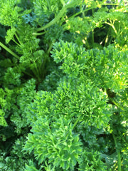 PARSLEY MOSS CURLED 'PETROSELINUM CRISPUM'