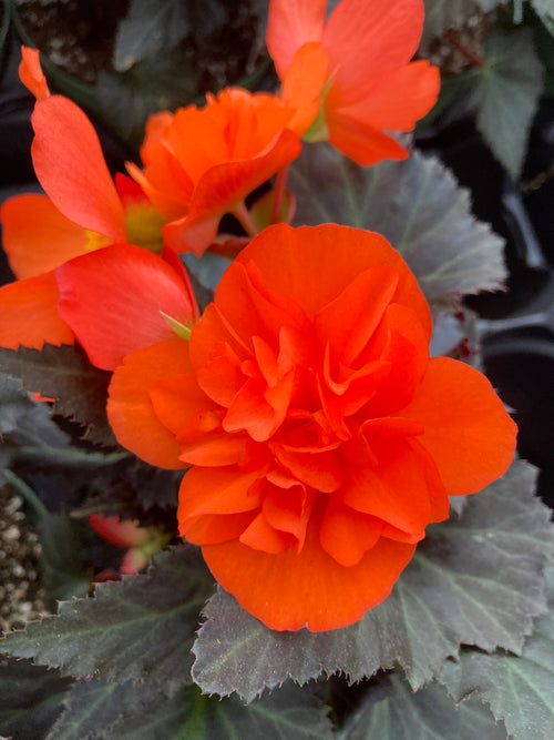 BEGONIA I'CONIA PORTOFINO 'ORANGE'