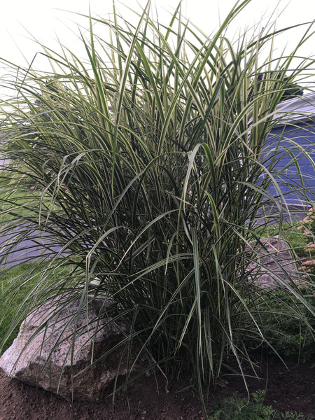 MISCANTHUS SINENSIS ‘VARIEGATUS' – Horlings Plants