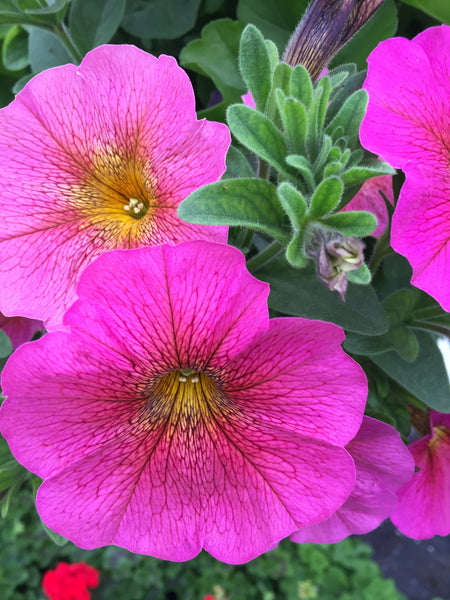 SUPERCALIBRACHOA PREMIUM 'SUNRAY PINK' – Horlings Plants