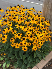 RUDBECKIA FULGIDA ‘GOLDSTURM’