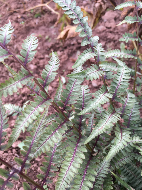 ATHYRIUM NIPONICUM 'JAPANESE PAINTED FERN'