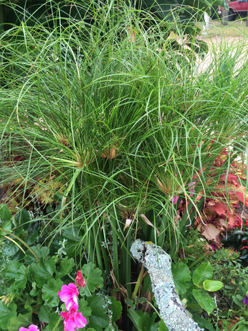 PENNISETUM (FOUNTAIN GRASS) 'RUBRUM'