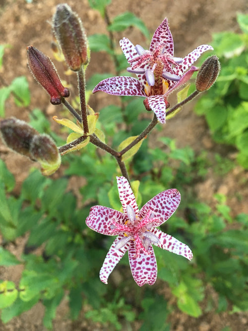 TRICYRTIS (TOAD LILY) 'EMPRESS'