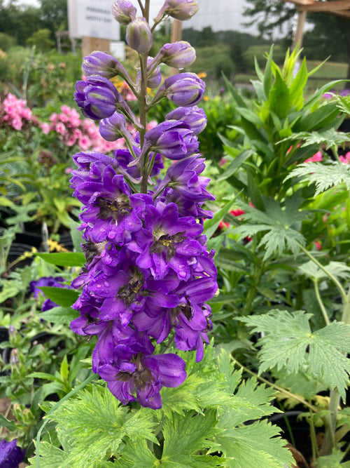 DELPHINIUM PACIFIC GIANT BLACK KNIGHT