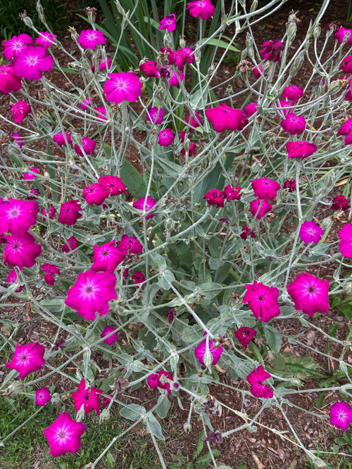LYCHNIS CORONARIA