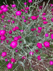 LYCHNIS CORONARIA