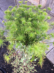 CYPERUS 'LITTLE PRINCE'