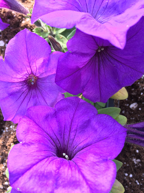 PETUNIA 'EVENING SCENTSATIONS BLUE'