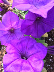 PETUNIA 'EVENING SCENTSATIONS BLUE'