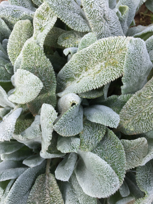 STACHYS BYZANTINA 'SILVER CARPET'