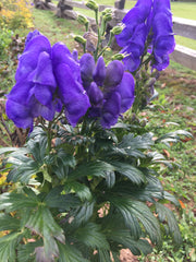 ACONITUM  BLUE