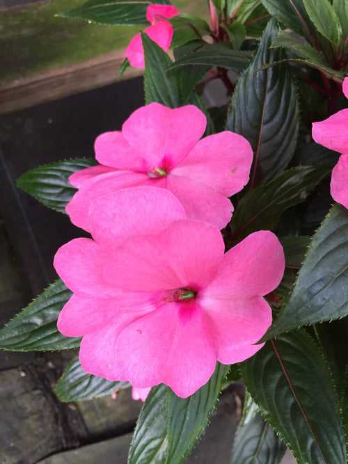 SUNPATIENS ROSE PINK