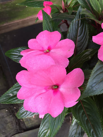 SUPERCALIBRACHOA PREMIUM 'BORDEAUX'