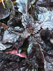 AJUGA BLACK SCALLOP