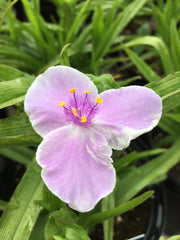 TRADESCANTIA 'PINK CHABLIS'