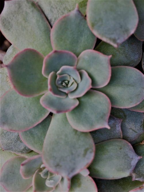 ECHEVERIA 'SUBSESSILIS BLUE'