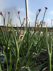 ANIGOZANTHOS 'KANGA PINK'