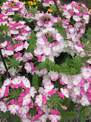 VERBENA 'BICOLOR ROSE'