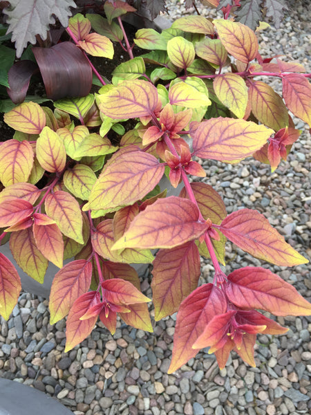 FUCHSIA 'AUTUMNALE' – Horlings Plants