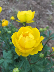 TROLLIUS 'GOLDEN QUEEN'