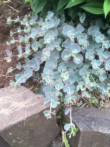 SUCCULENT CRASSULA OVATA 'SUNSHINE'