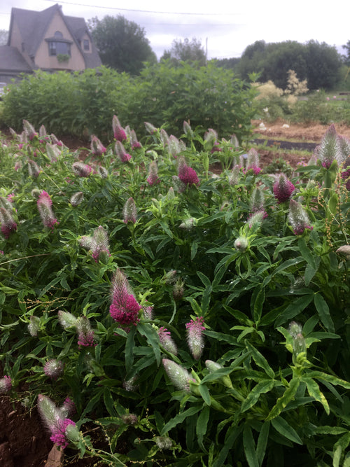 TRIFOLIUM RUBENS