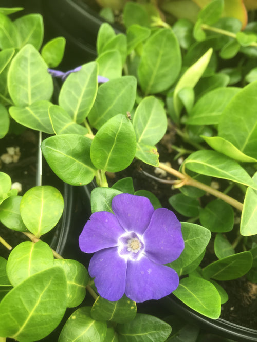 VINCA MINOR 'BOWLES'