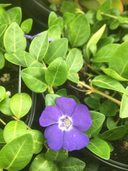 VINCA MINOR 'BOWLES'