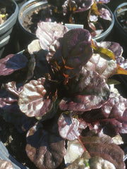 AJUGA BLACK SCALLOP