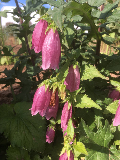 CAMPANULA PUNCTATA 'CHERRY BELLS'