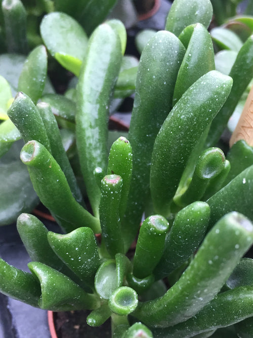 SUCCULENT CRASSULA OVATA 'HOBBIT'