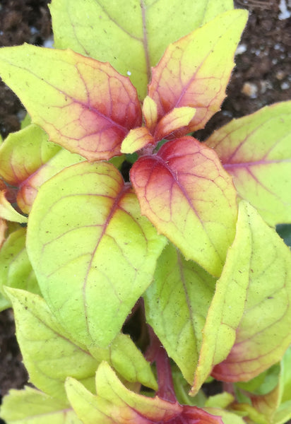 FUCHSIA 'AUTUMNALE' – Horlings Plants