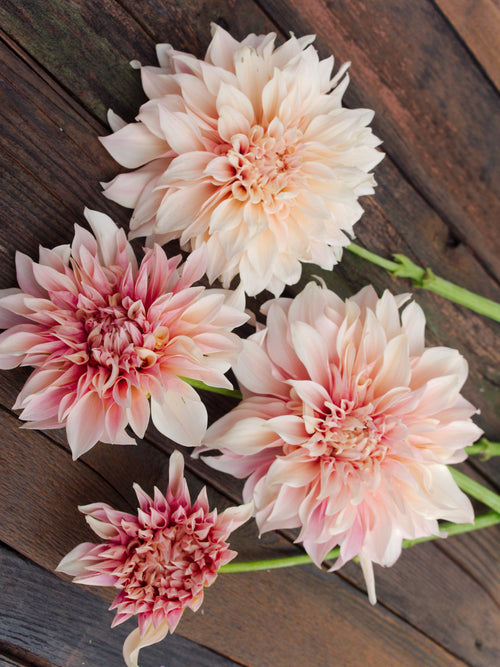 DAHLIA 'CAFE AU LAIT'
