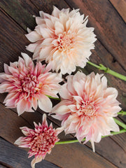 DAHLIA 'CAFE AU LAIT'