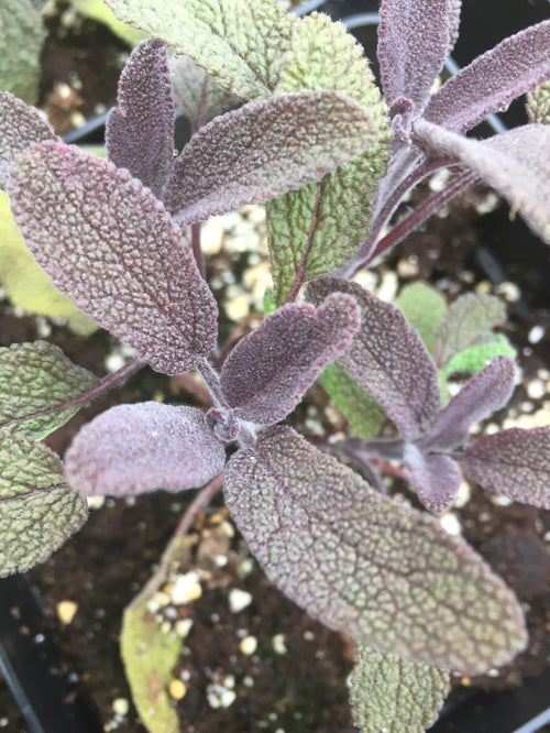 PURPLE SAGE
