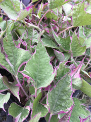 IPOMOEA - (SWEET POTATO VINE) TRICOLOR