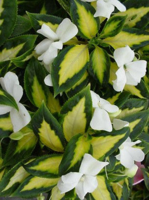 SUNPATIENS TROPICAL WHITE