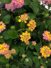 LANTANA 'SUNSET'