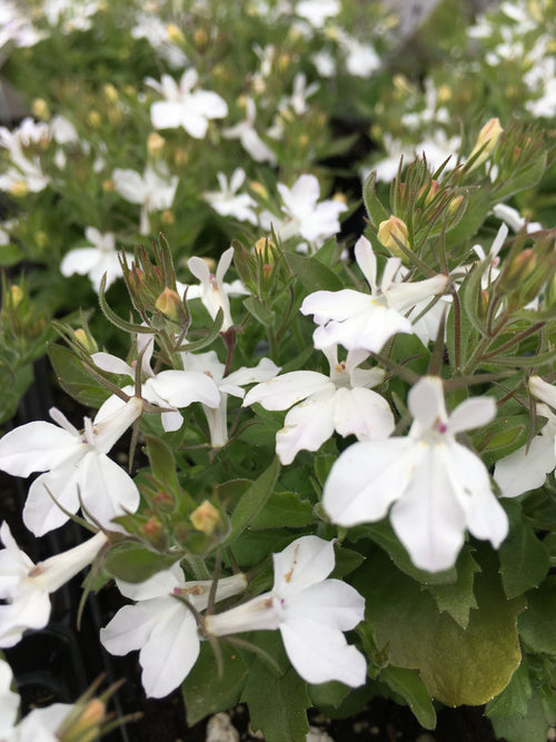 LOBELIA MAGADI 'BASKET WHITE'
