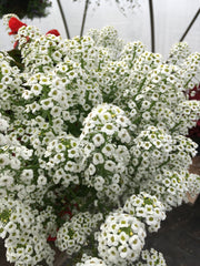 LOBULARIA - WHITE STREAM
