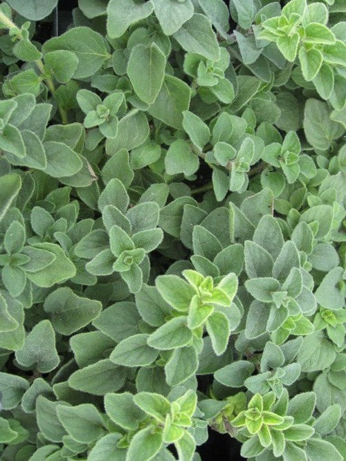 OREGANO 'HOT & SPICY'