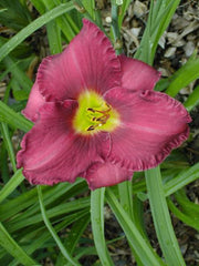 HEMEROCALLIS OLIVE BAILEY