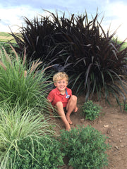 PENNISETUM (FOUNTAIN GRASS)  - FIRST KNIGHT 