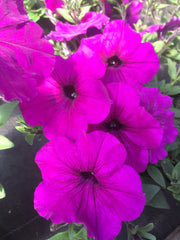 PETUNIA WAVE PURPLE