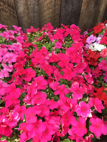 IMPATIENS MIX PORTLAND