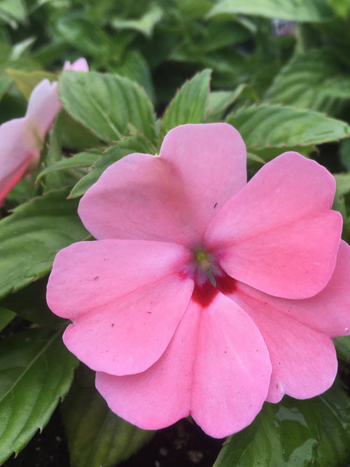 SUNPATIENS SPREADING 'PINK KISS'