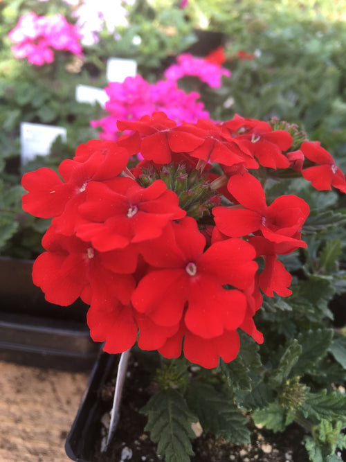 VERBENA 'RED'