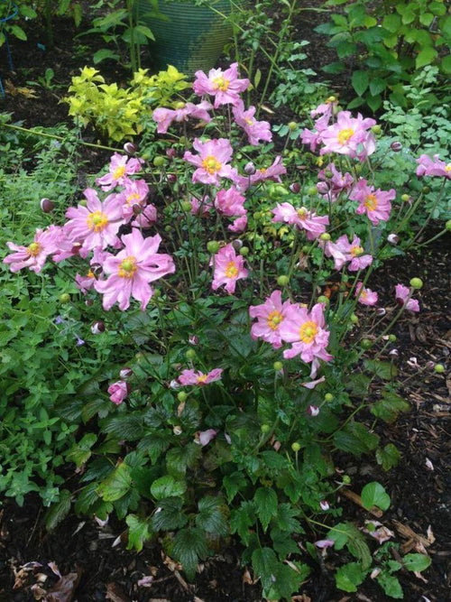 ANEMONE CURTAIN CALL 'PINK'